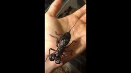 Vinegaroon (mastigoproctus giganteus) on hand