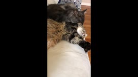 Cat cuddles