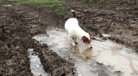 Dog confused by frozen puddle