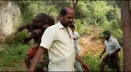 Heartwarming moment Indian forest official takes baby elephant to mother