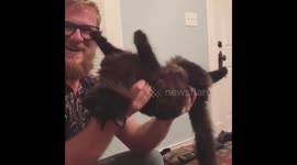 Noodle the cat stays super chill while being handled