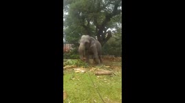 Srilankan Elephant dancing