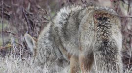 Coyote hunting voles Sun 6 Jan 2019