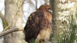 Red tailed hawk Sat 5 Jan 2019