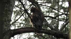 Beautiful Red Tailed Hawk Sat 5 Jan 2019