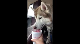 Cute husky is confused about ice water