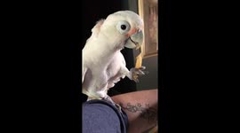 Gizmo the cockatoo eating a french fry