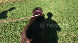 Coco the lab scared of Christmas decorations
