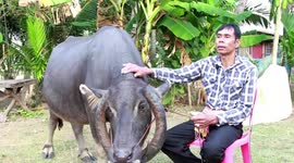 Buffalo born with rare set of wrap-around horns is revered by villagers