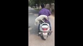 Adopted stray dog hops on her master's scooter for a pillion ride