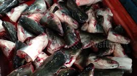 Cut fish can still breathe in Bintan Island, Indonesia