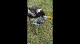Magpie phone play