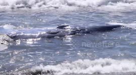 The day they found the first humpback whale dead in Guatemala.
