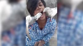 Bizarre moment Indian man feeds his pet pigeons from his MOUTH