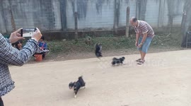 Acrobatic chihuahuas stun crowd with amazing backflips on command