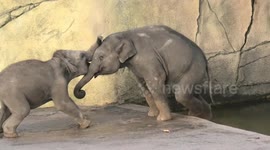 Elephant calf tries to push his big brother into the water