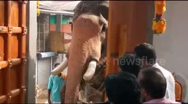 Elephant invited as chief guest to flag off new temple wing
