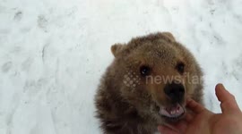 Russian family rescues bear cub from hunters