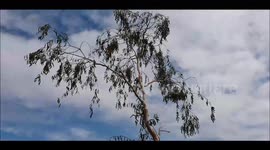 Tree Felling