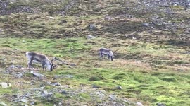 Reindeers grazing on wild grass in Svalbard