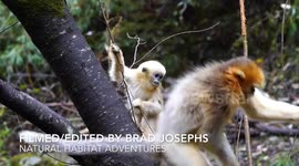 Incredible Golden Snub Nosed Monkeys China, Sony A9