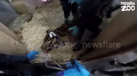 Brave dentist performs root canal on sleeping TIGER