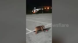 Talented dog teaches herself how to skateboard