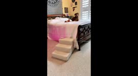 Dog acts out 9 to 5 by Dolly Parton