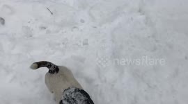 Dog loving and biting the snow!