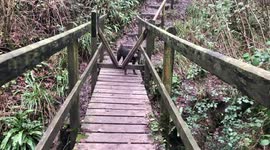 Puppy too scared to cross bridge