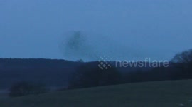 Starling Murmuration pt8 tens of  thousands compact Walberswick National Nature Reserve Suffol