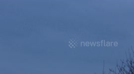 Starling Murmuration pt4 thousands attacked  Walberswick National Nature Reserve Suffolk UK 7J