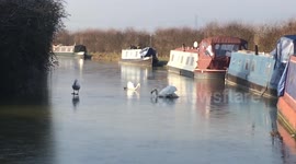 Swans struggle on the ice