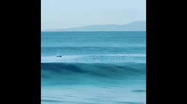 Dolphins on Redondo Beach