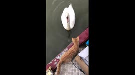 Rude Swan shouts at kitten!