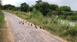 Mother duck and lots of ducklings