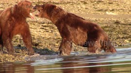 Two bears have vicious fight over whale carcass in Alaska