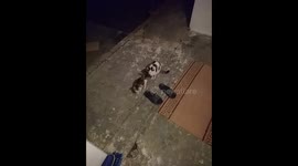 My cat