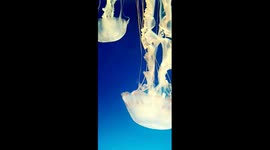 Jellyfish 2