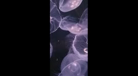 Jellyfish 3