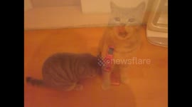 Милый котёнок и телефон