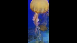 Jellyfish 4
