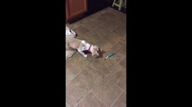 Adorable puppy freaks out at vibrating electric toothbrush