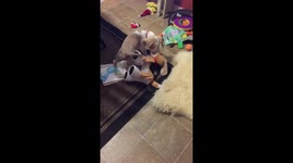 Lemon Beagle puppy playing with her stuffed toy