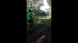 Dog helps in pulling goat home