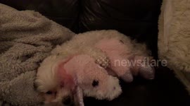 Puppy hugging a unicorn