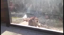 The Lion King powerful roar