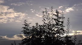 A robin and other birds singing at sunrise, in Ireland.