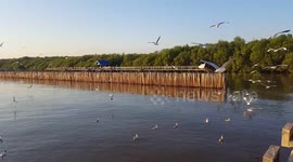 Seagulls fly around the sunset.