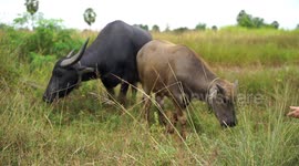 Buffalo eating grass in the fields.